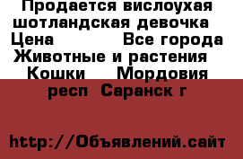 Продается вислоухая шотландская девочка › Цена ­ 8 500 - Все города Животные и растения » Кошки   . Мордовия респ.,Саранск г.